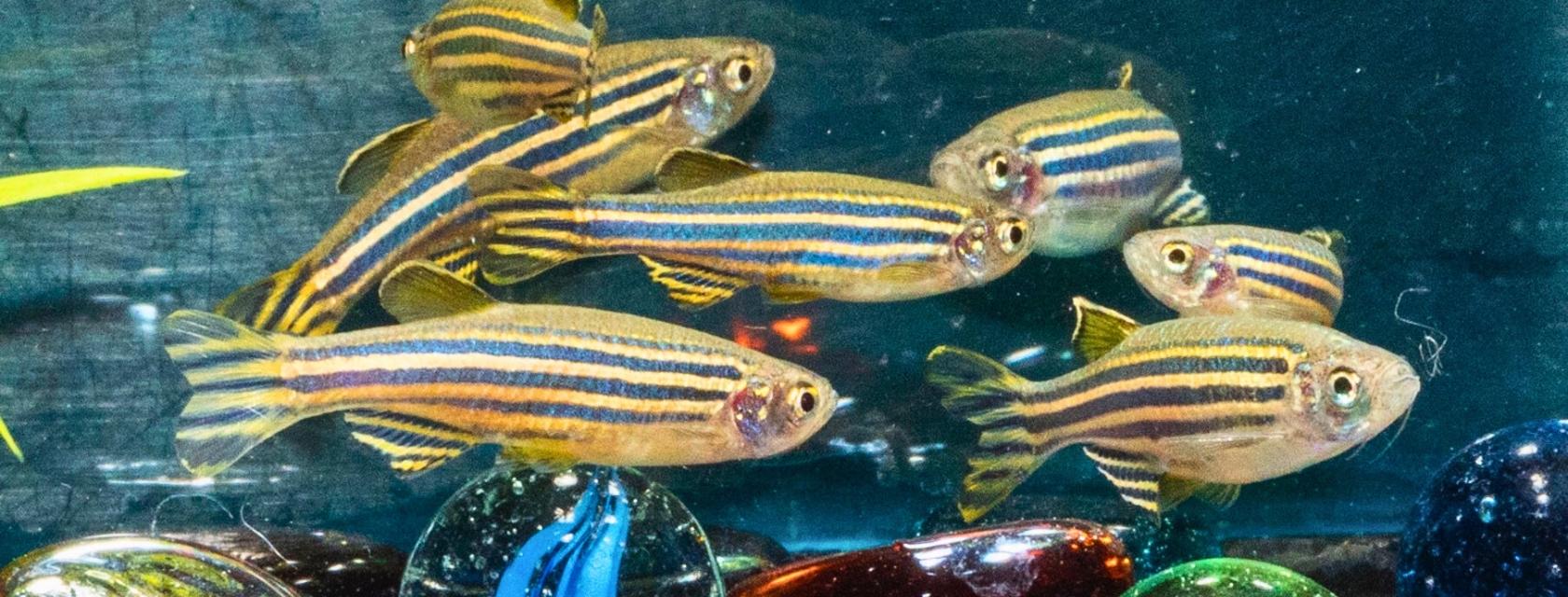 Zebrafish Facility | University of Guelph